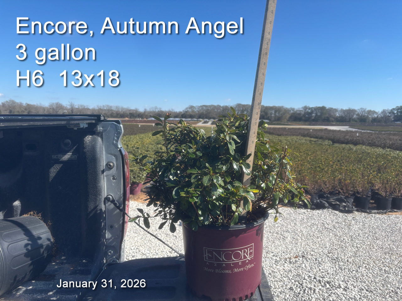 gallery/eang3 h6 jan31.jpg